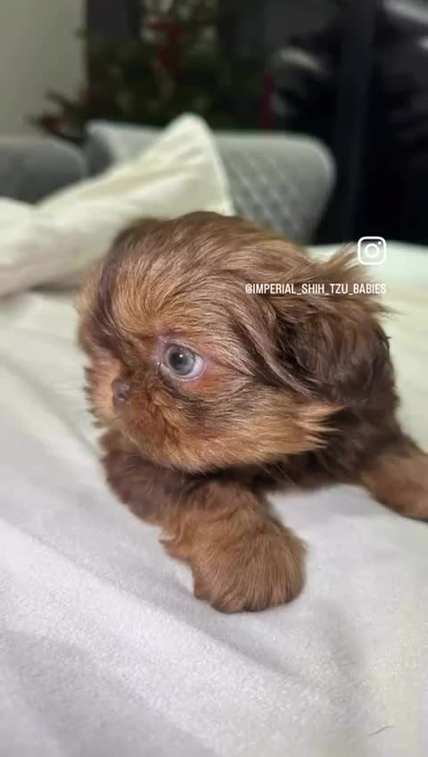 Shih Tzu dogs for sale: kC Imperial Shih tzu Ready now only 1 girl left  - Video 2