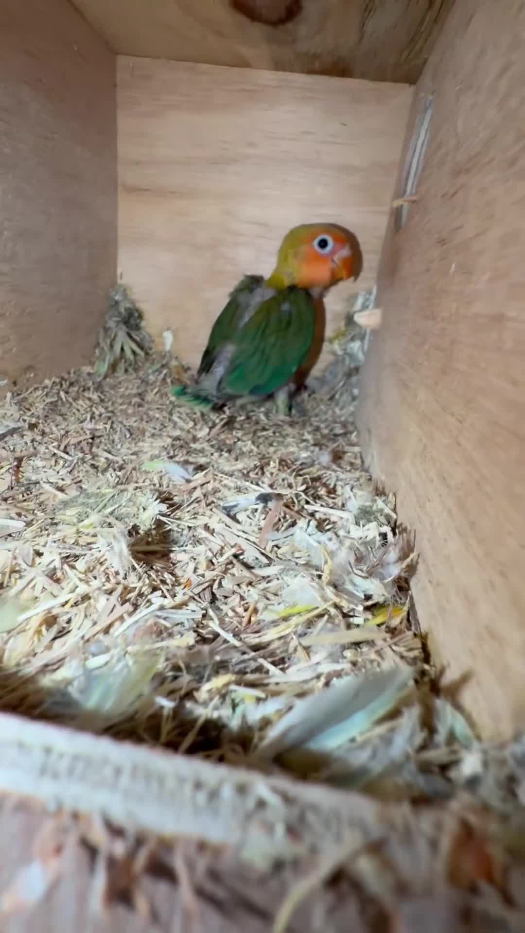 Lovebirds birds for sale: Breeding pair - Video 1
