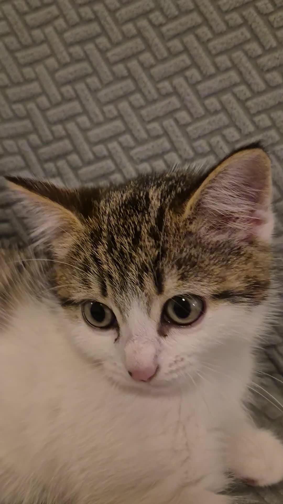 Mixed Breed cats for sale: Cute kitten for sale - Video 2