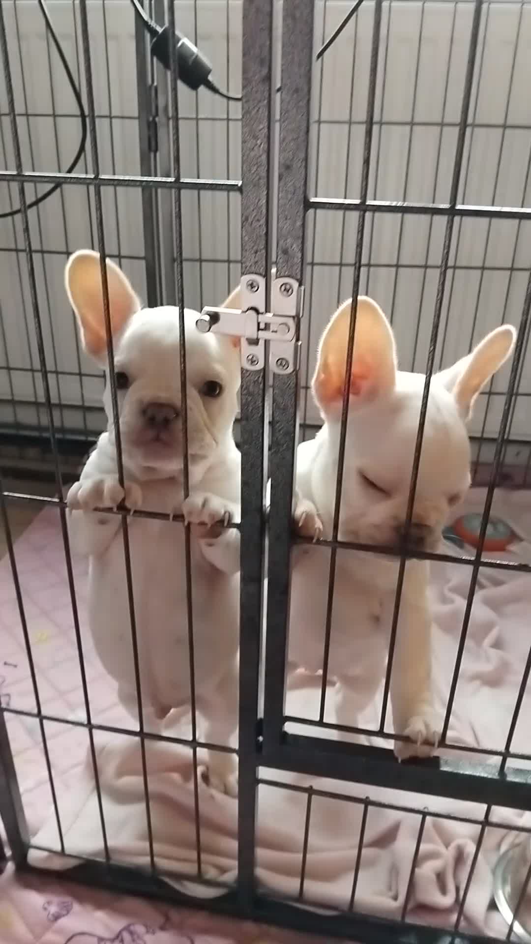 French Bulldog dogs for sale: 1 white puppy left of pur litter - Video 1