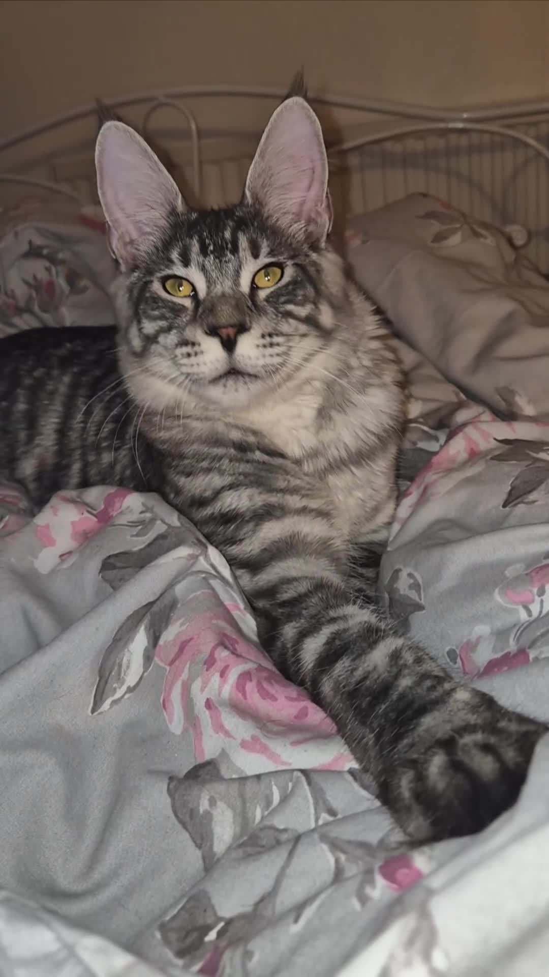 Maine Coon cats for sale: Full breed stunning mainecoon boy in London - Video 1