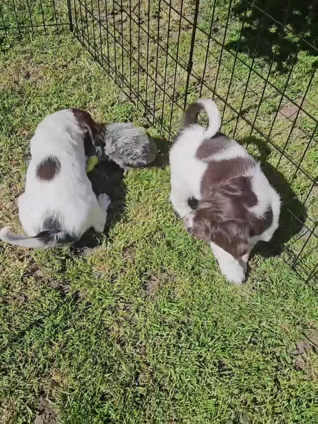 English Springer Spaniel dogs for sale: KC reg Springers, all bitch's - Video 1