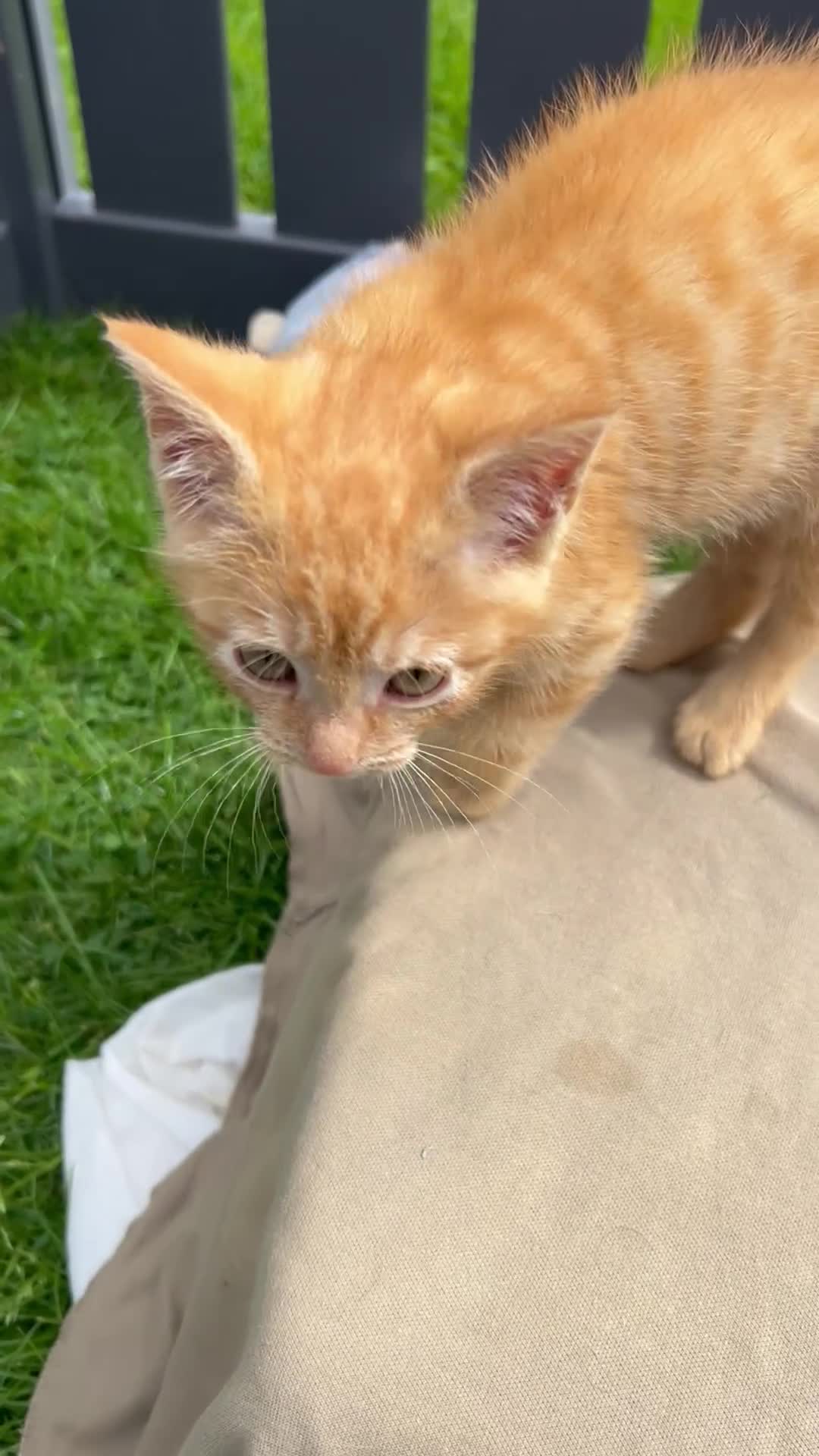 Mixed Breed cats for sale:  Gorgeous Tiger Pattern Mackerel Tabbies - Video 1