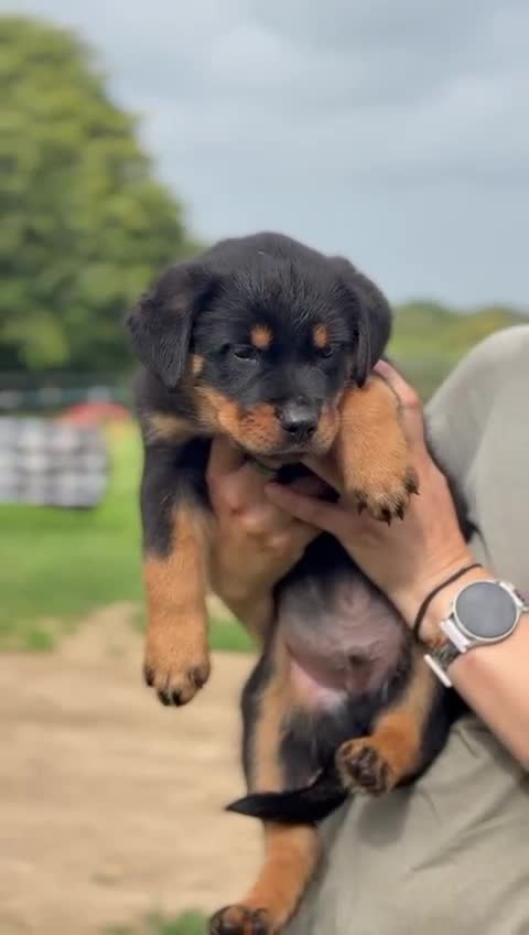 Mixed Breed dogs for sale: Rottweiler x German Shepherd pups ready to go  - Video 5