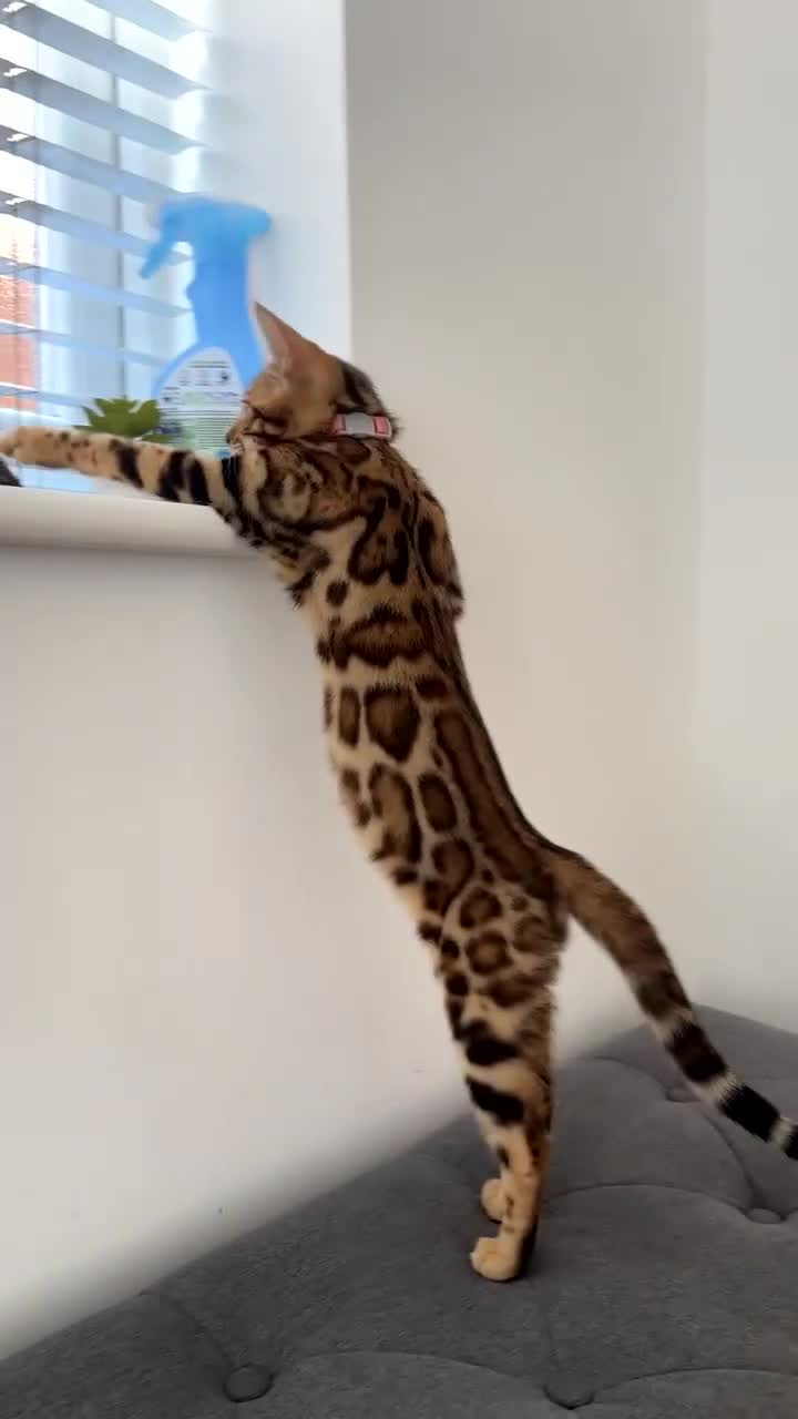 Bengal cats for sale: Bengal kitten for sale  - Video 1