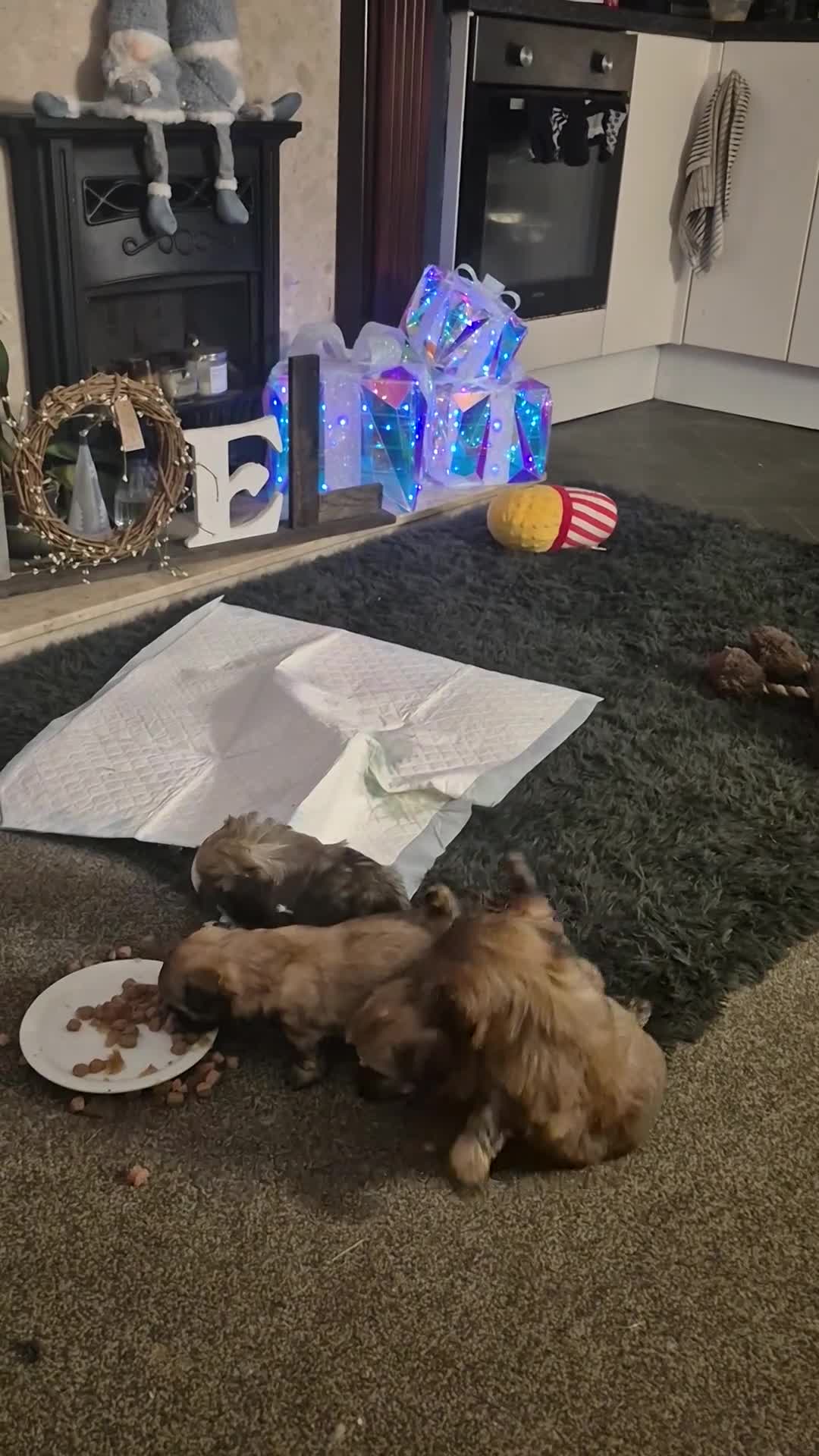 Malshi dogs for sale: 5 beautiful puppies, all been reserved now  - Video 3