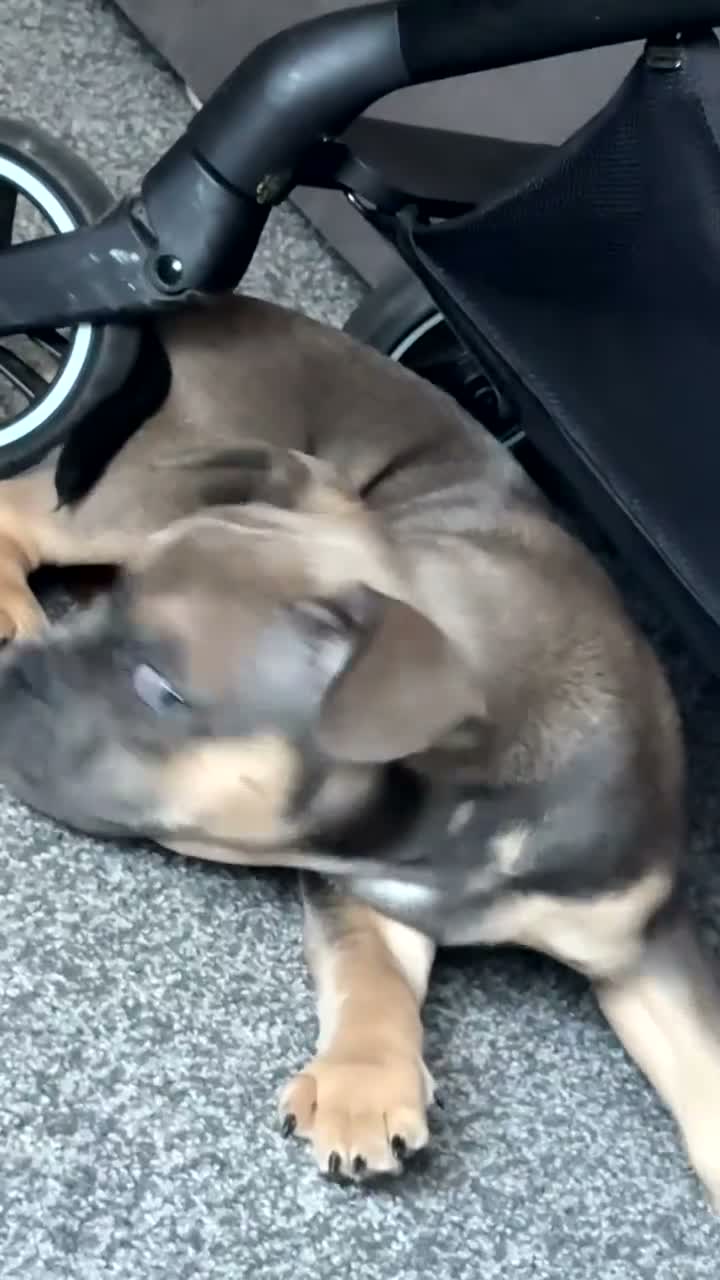 Mixed Breed dogs for sale: Pocket frenchie pups - Video 1