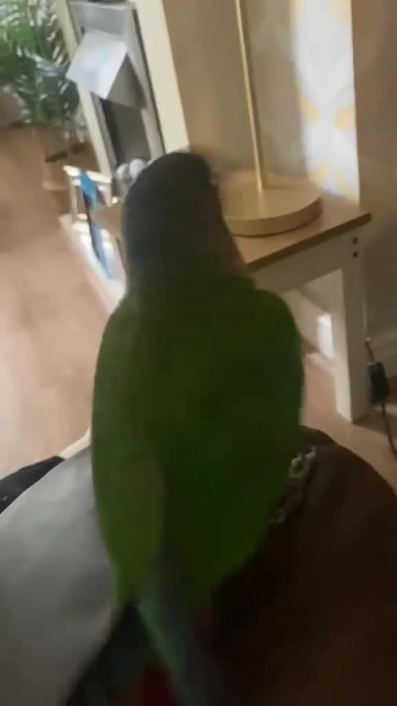 Conures birds for sale: Hand reared tame conure and kakarikis  - Video 2