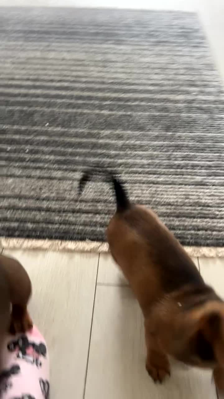 Miniature Dachshund dogs for sale: Male and female left - Video 1