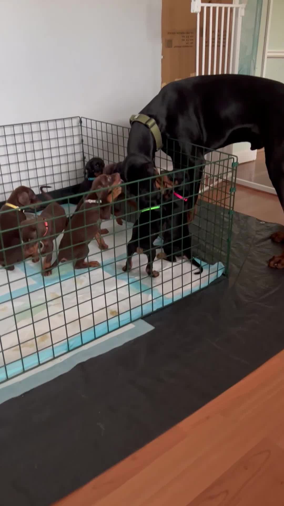 Dobermann dogs for sale: Just 1 beautiful, healthy girl left! - Video 1