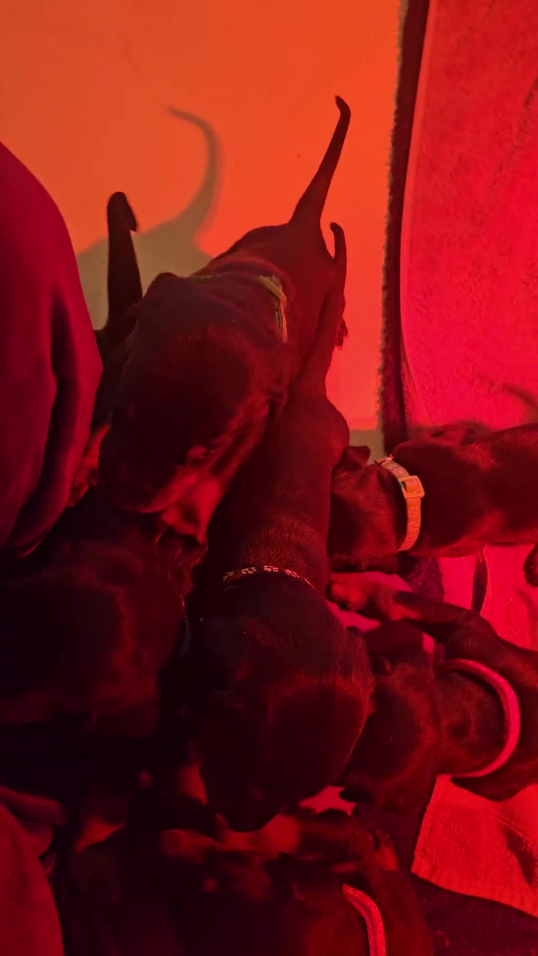 Dobermann dogs for sale: ☆☆DOBERMAN PUPPIES FOR SALE ☆☆ - Video 1