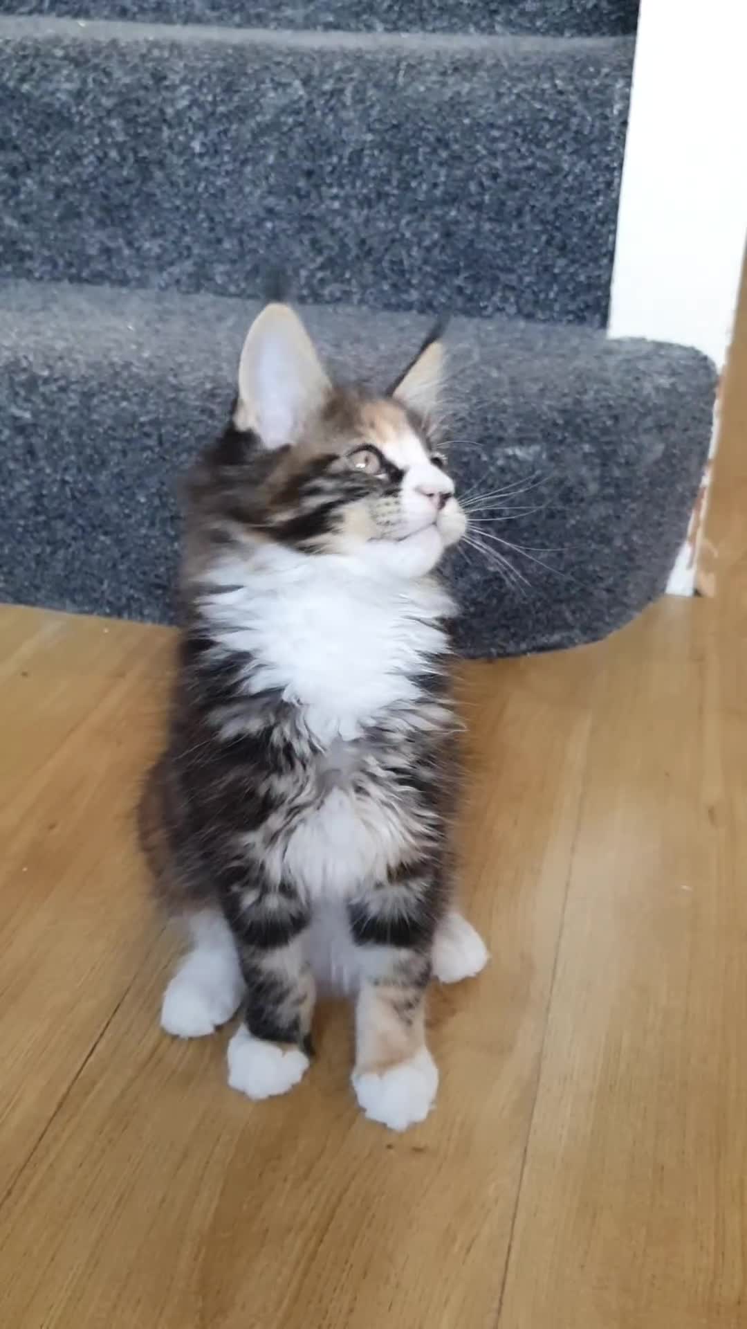 Maine Coon cats for sale: pure reg maine coon kittens - Video 3