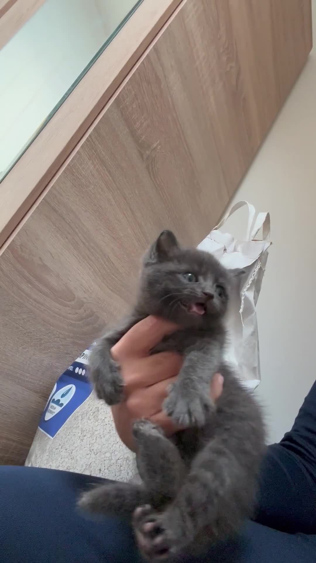 British Shorthair cats for sale: British shorthair  - Video 1