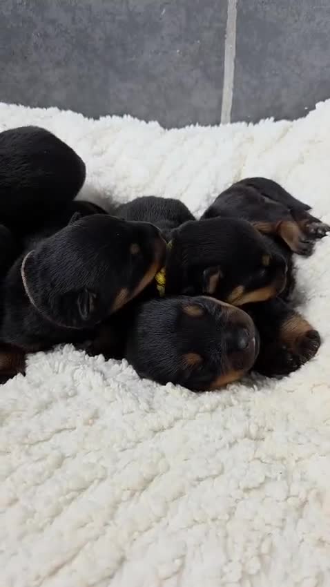 Rottweiler dogs for sale: Gorgeous Rottweiler Puppies  - Video 1