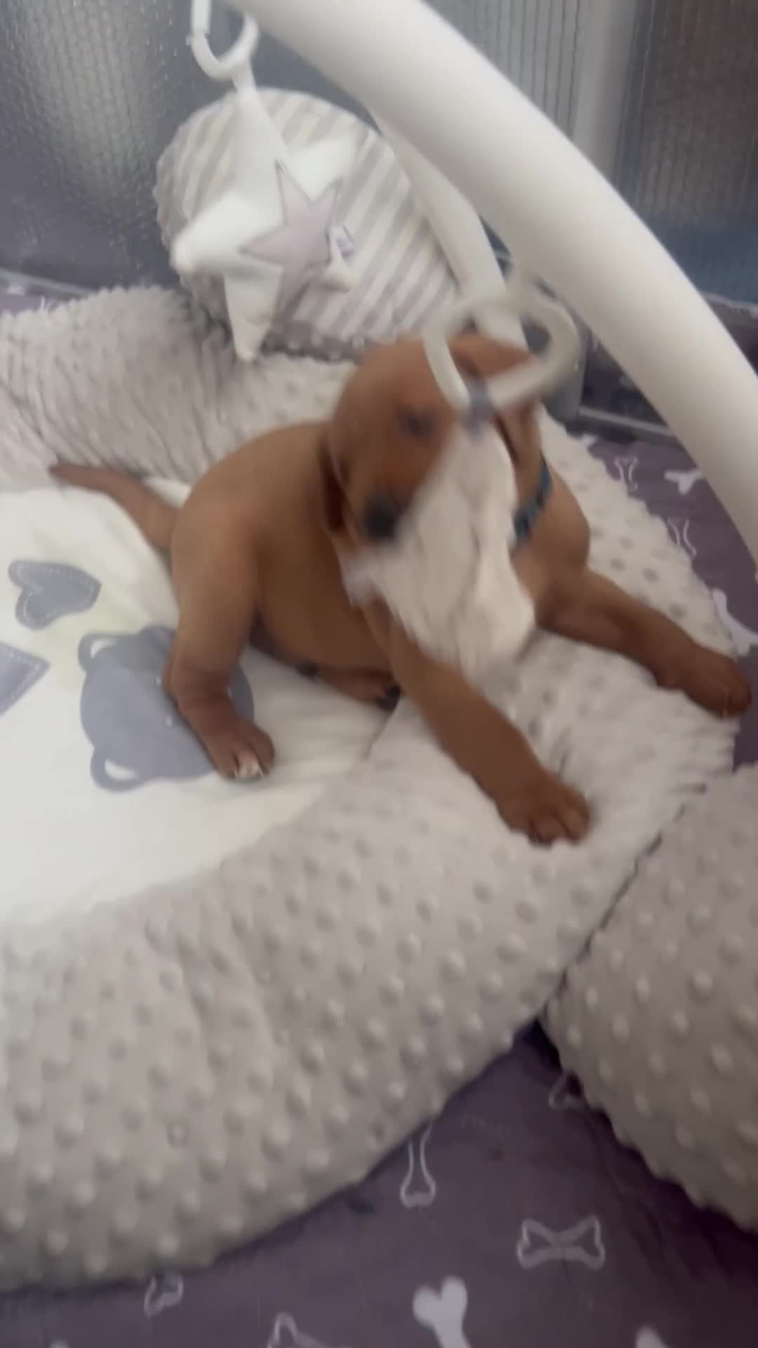 Labrador Retriever dogs for sale: Champion line KC reg dark Red Fox Yellow Labrador  - Video 1