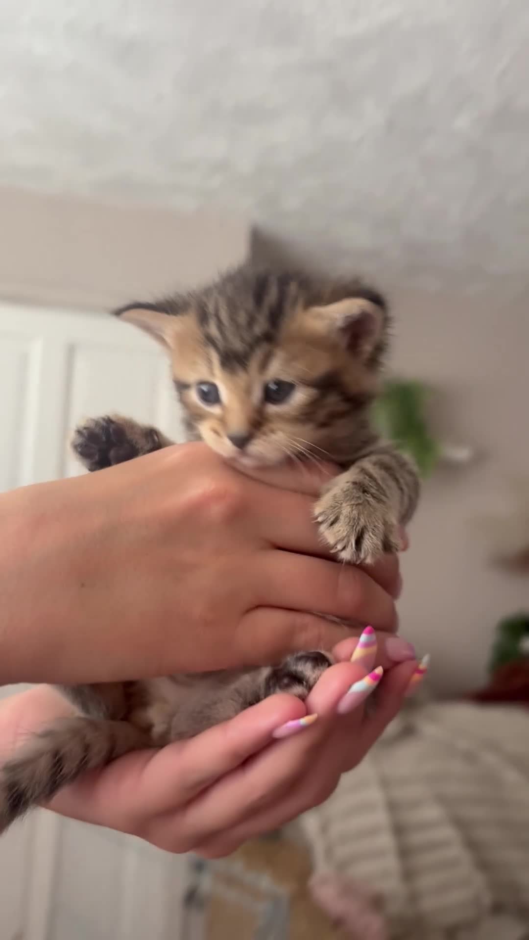 Mixed Breed cats for sale: Adorable Tabby X British short hair Kittens - Video 3