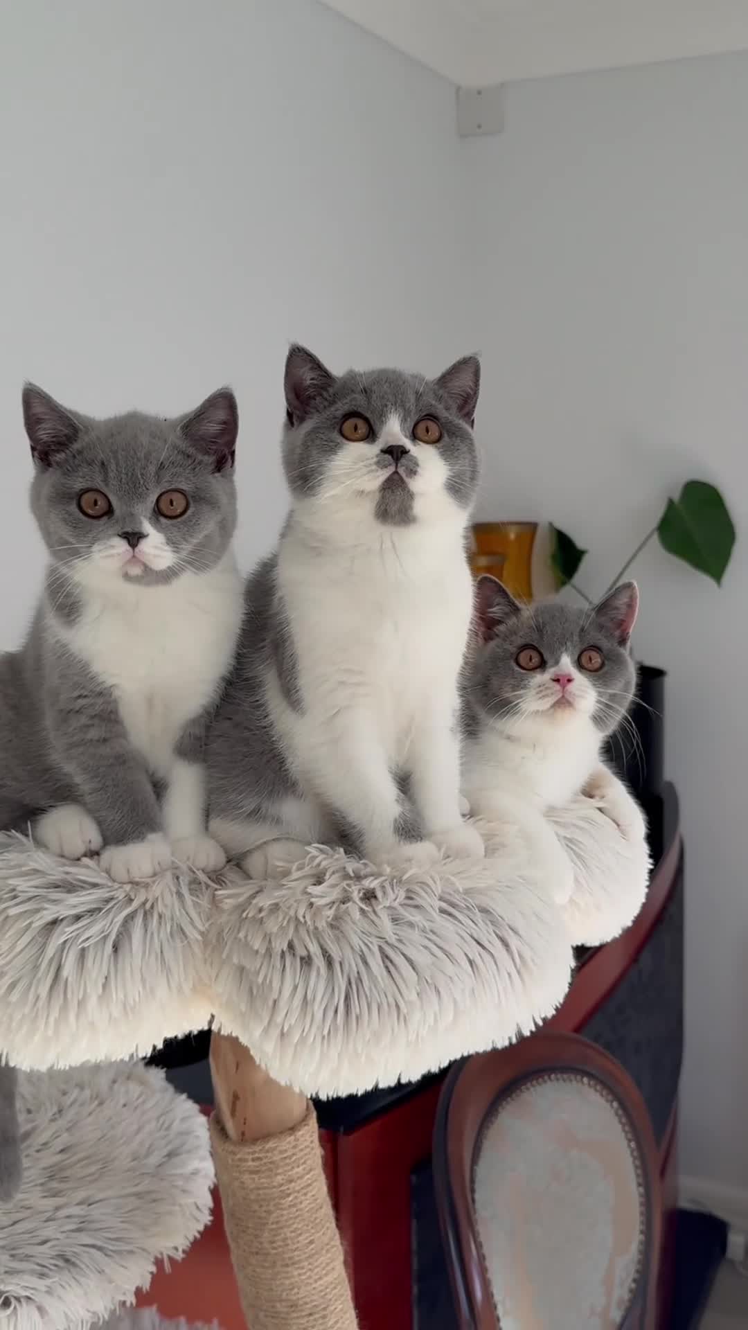 British Shorthair cats for sale: GCCF and TICA Registered -Show Quality BSH. - Video 1