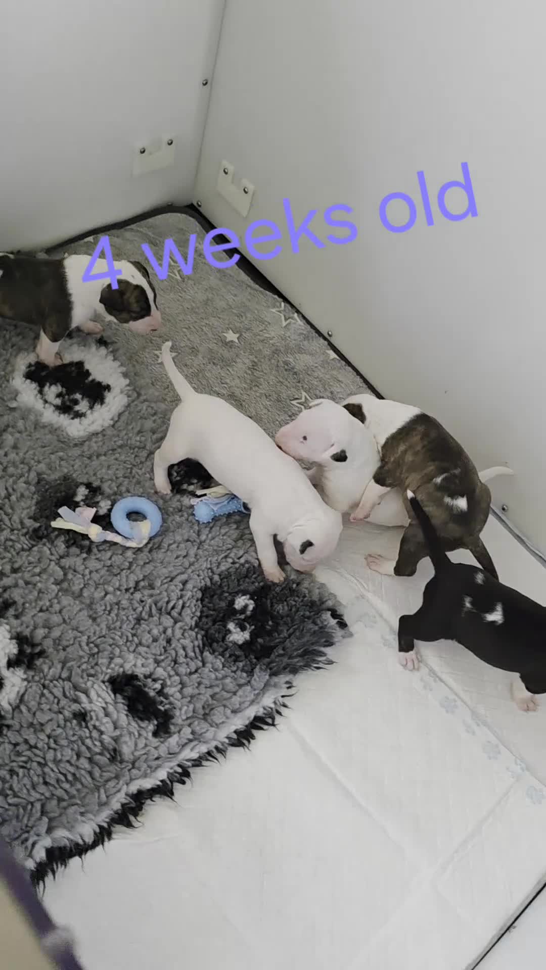 English Bull Terrier dogs for sale: KC English bullterrier puppies available  - Video 1