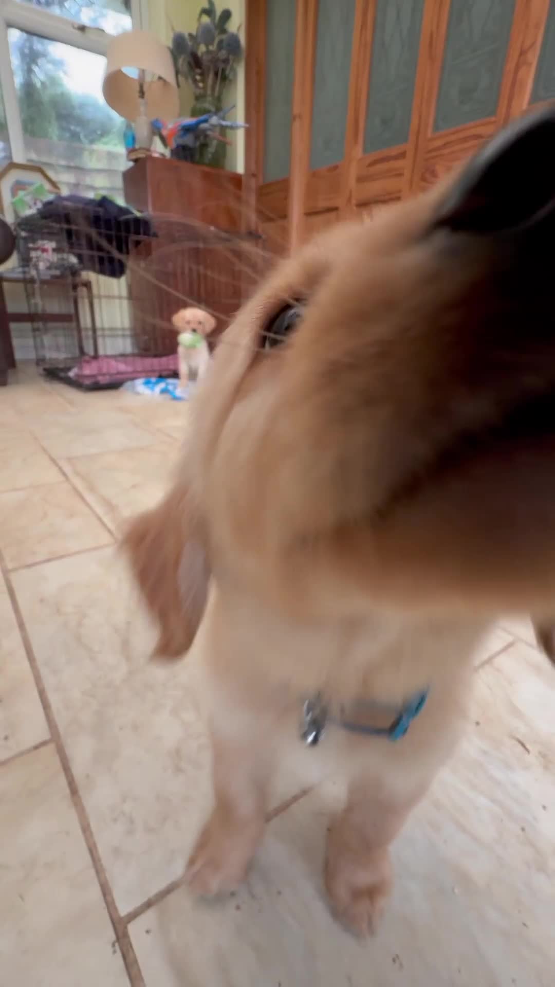 Goldador dogs for sale: READY TO COLLECT! 9 gorgeous goldador’s! - Video 2