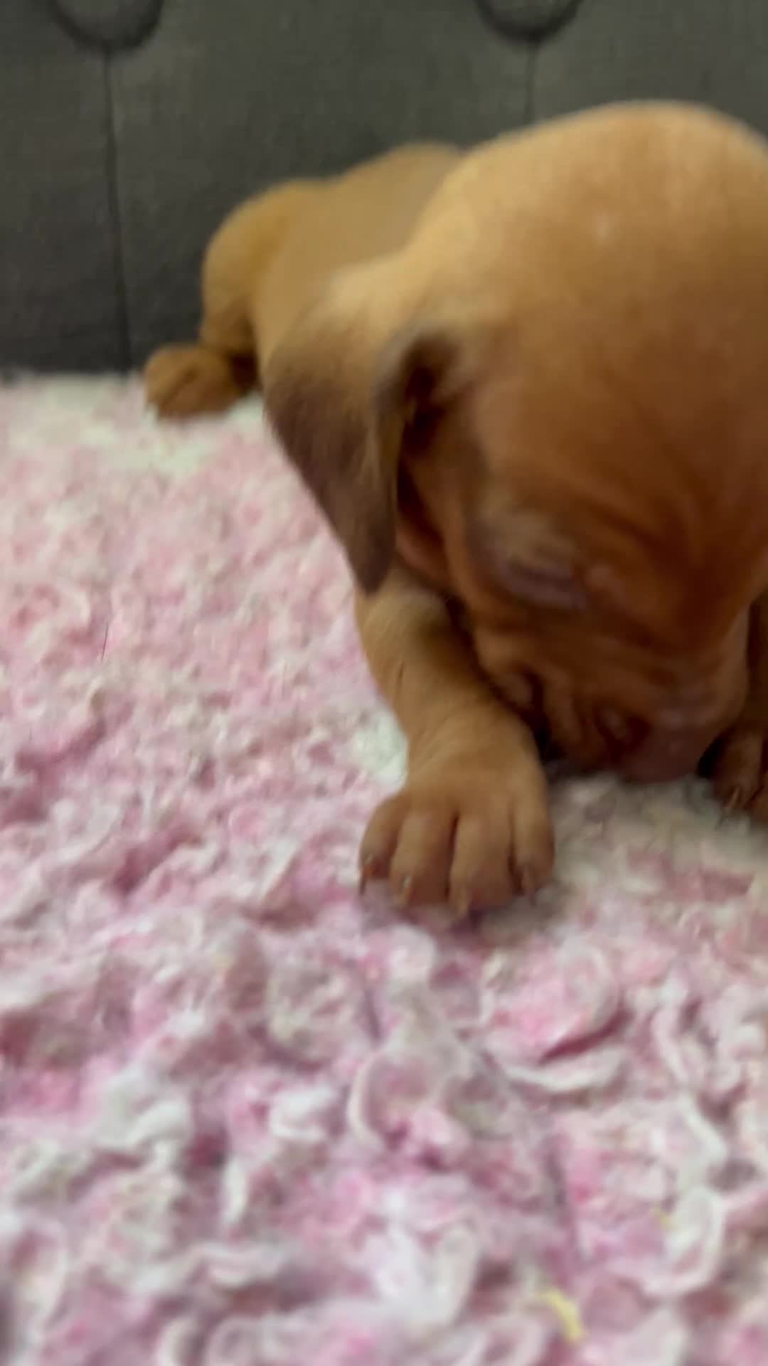 Dachshund dogs for sale: CHAMPION LINES - STANDARD KC SMOOTH DACHSHUNDS  - Video 4