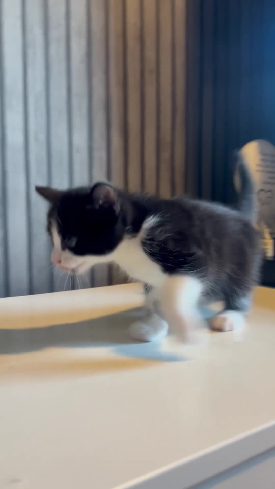 Mixed Breed cats for sale: Adorable Bengal Mixed Kittens in Durham - Video 2