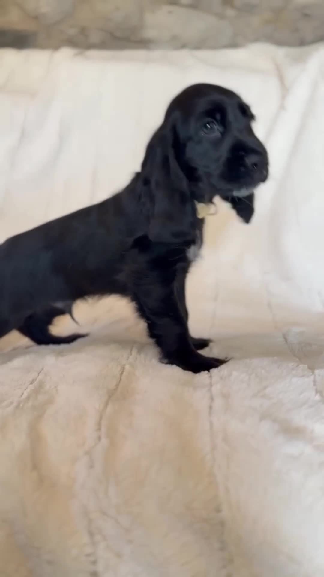 Cocker Spaniel dogs for sale: Health Tested KC Reg Showline Cocker Spaniel Pups - Video 1