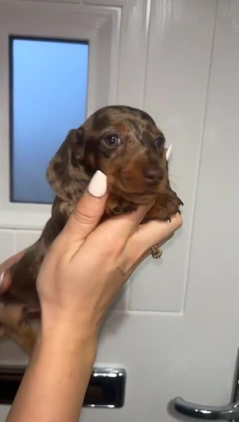 Miniature Dachshund dogs for sale: Female dapple miniature dachshund for rehoming  in Bristol - Video 2