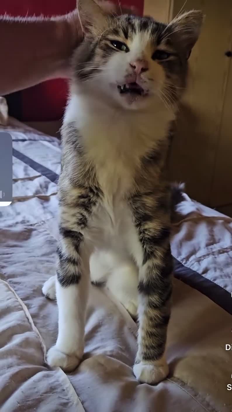 Mixed Breed cats for sale: Meatball  - Video 1