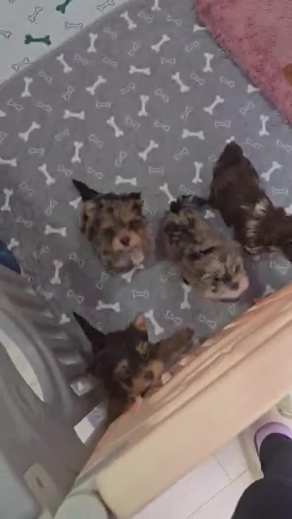 Yorkshire Terrier dogs for sale: Minnie Yorkshire terrier very rare colours - Video 1