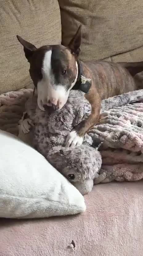 Miniature Bull terrier dogs for sale: 🐾 SPECIAL HOME WANTED FOR A VERY SPECIAL BOY 🐾 - Video 1
