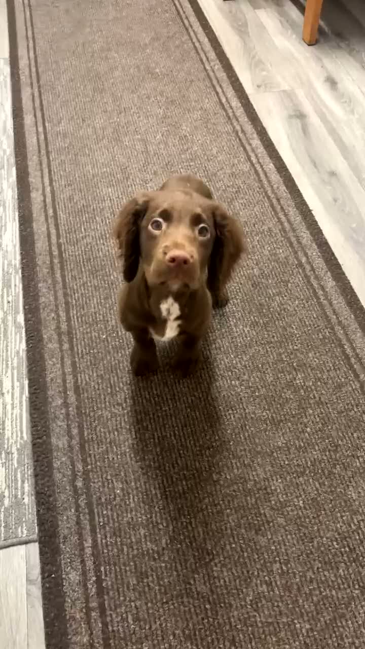 Sprocker dogs for sale: Male Sprocker Puppy - Video 1