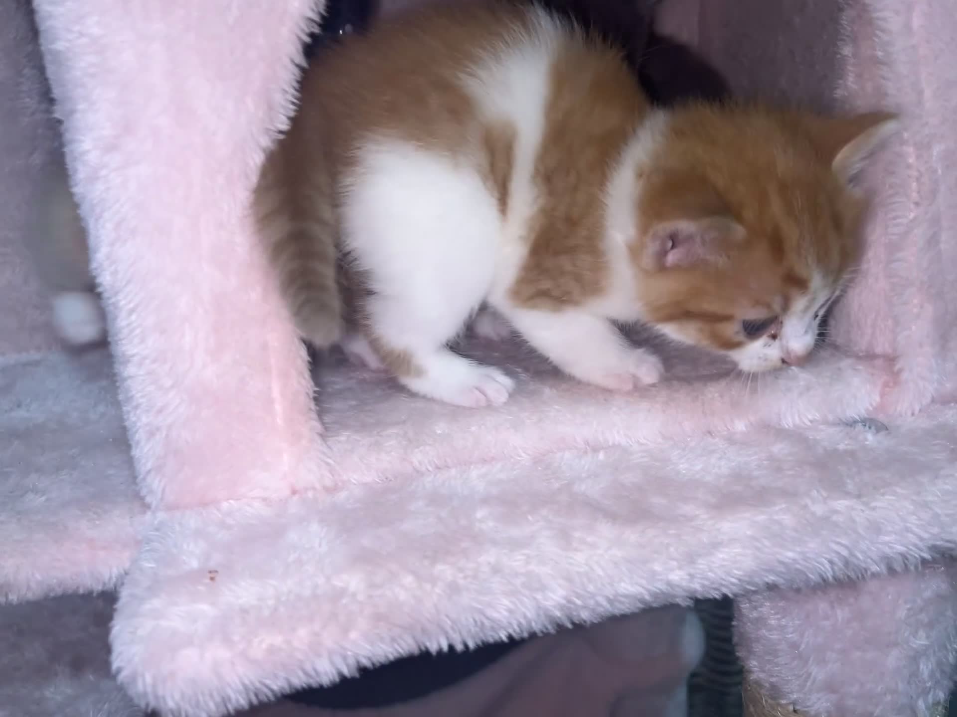 British Shorthair cats for sale: Four Adorable Kittens 🤍 - Video 4