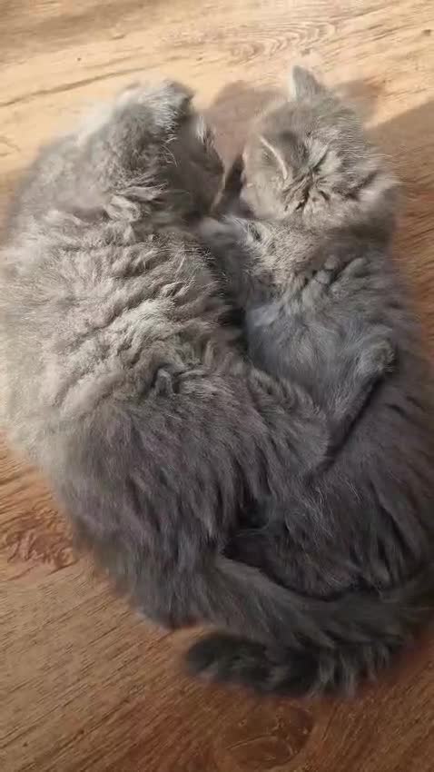 British Longhair cats for sale: Gorgeous Blue British longhair kittens - Video 3