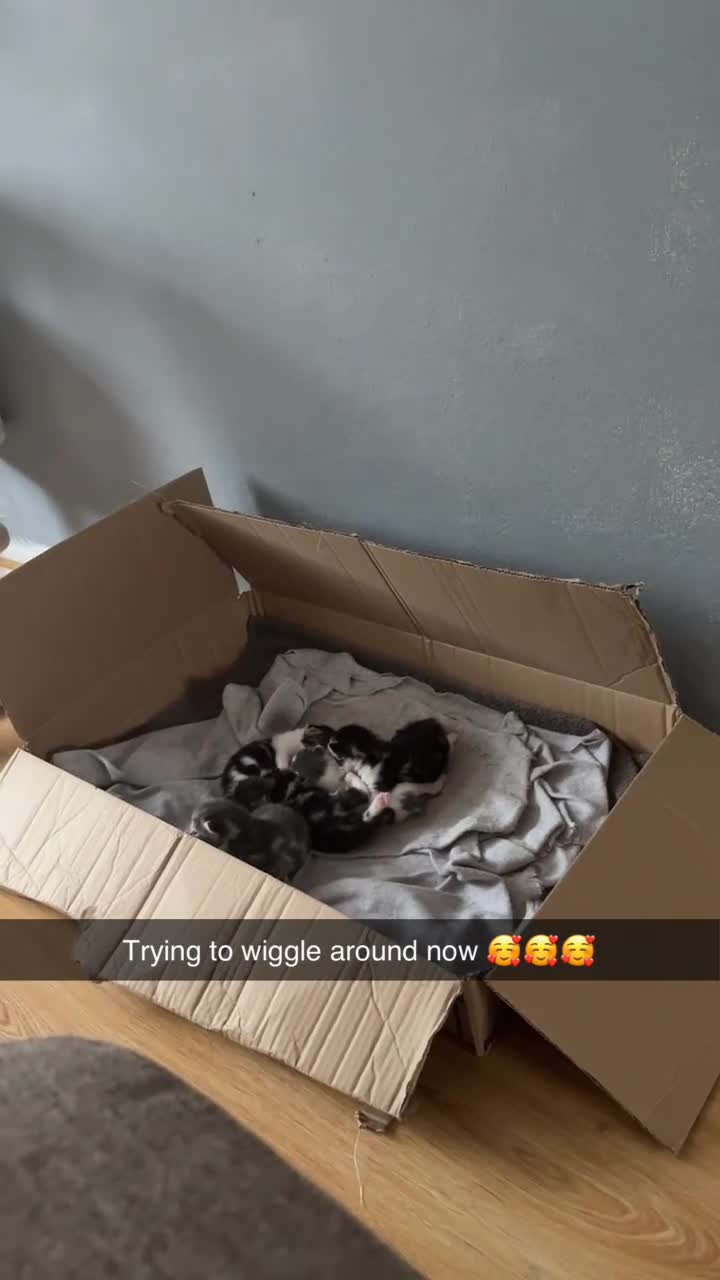 Mixed Breed cats for sale: 4 kittens are up for sale  in Milton Keynes - Video 3