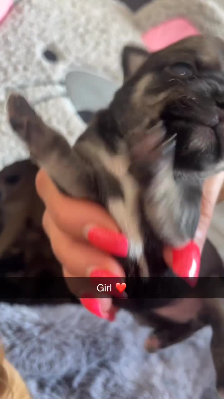 Chihuahua dogs for sale: Beautiful apple head puppies  - Video 5