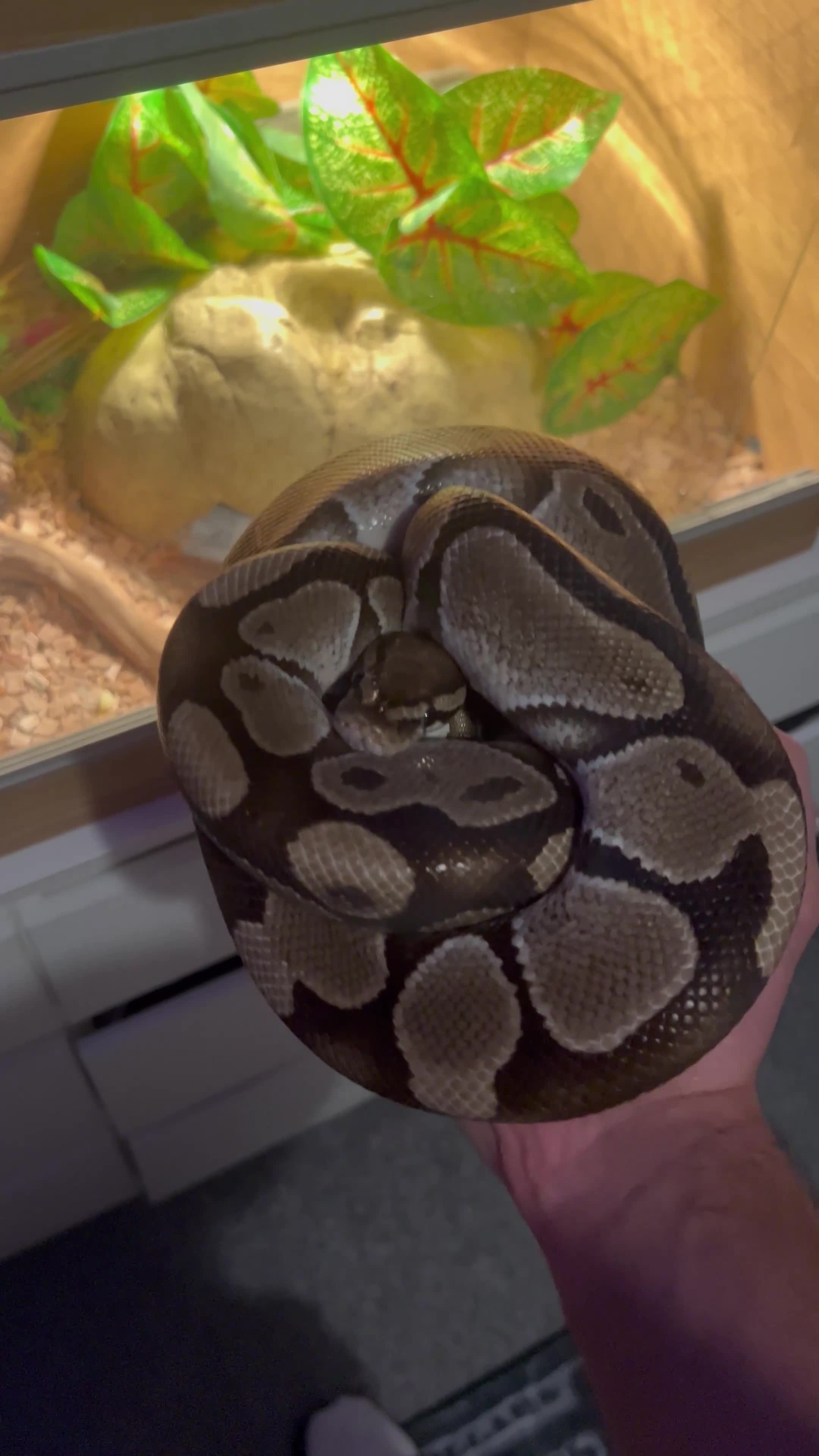 Python Snake reptiles for sale: Royal python - Video 1