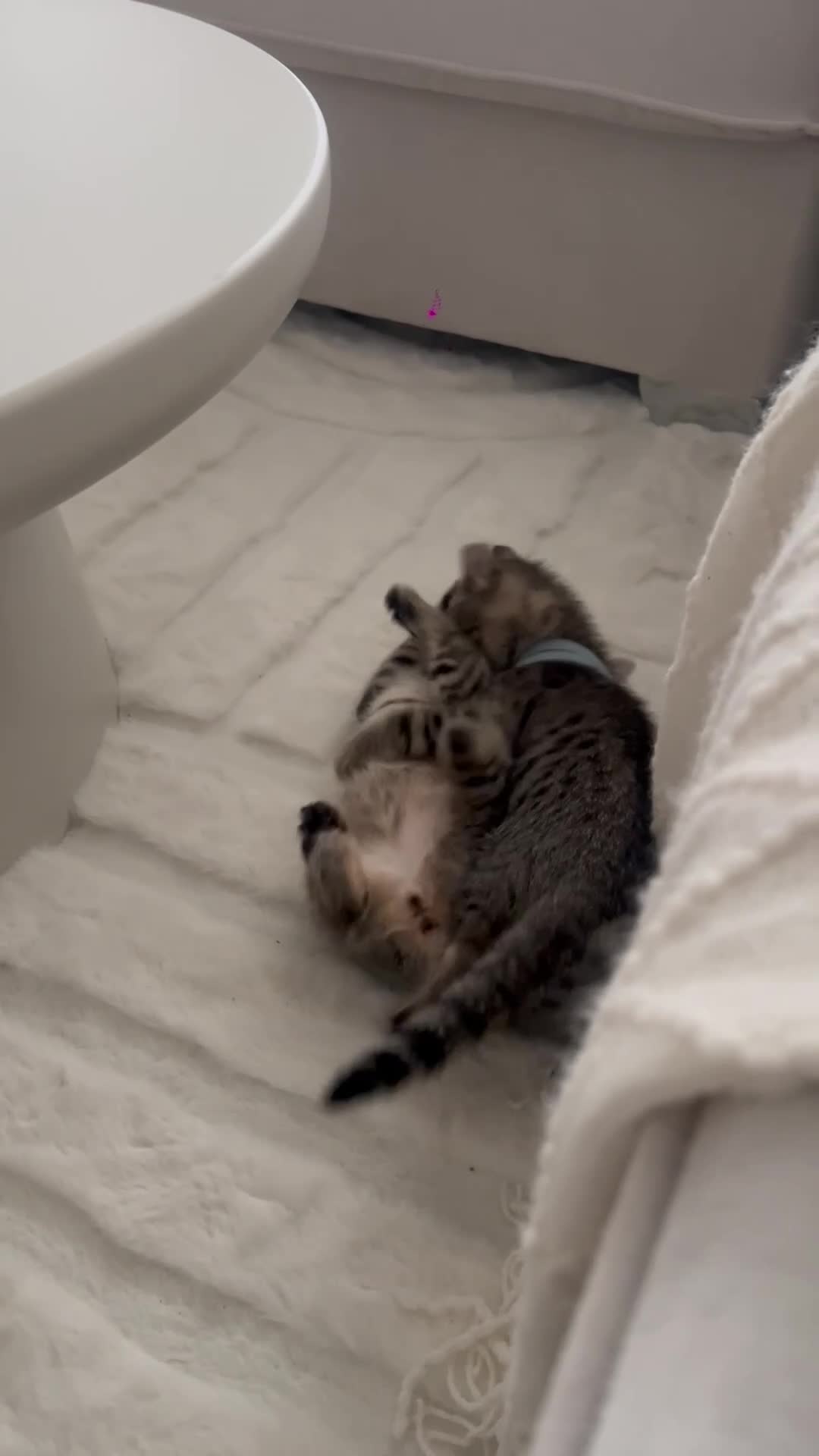 Mixed Breed cats for sale: Two kittens 🐱 ready to go in Preston - Video 2
