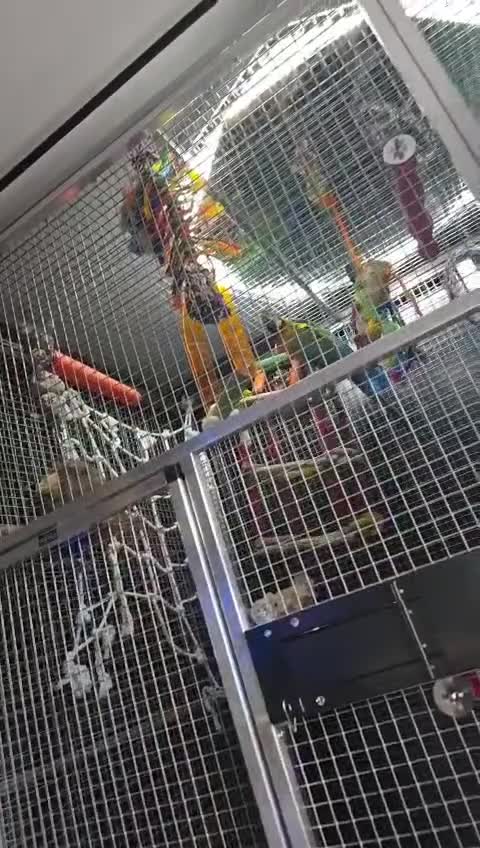 Macaws birds for sale: Harlequin macaw No Time Wasters!!!! - Video 2