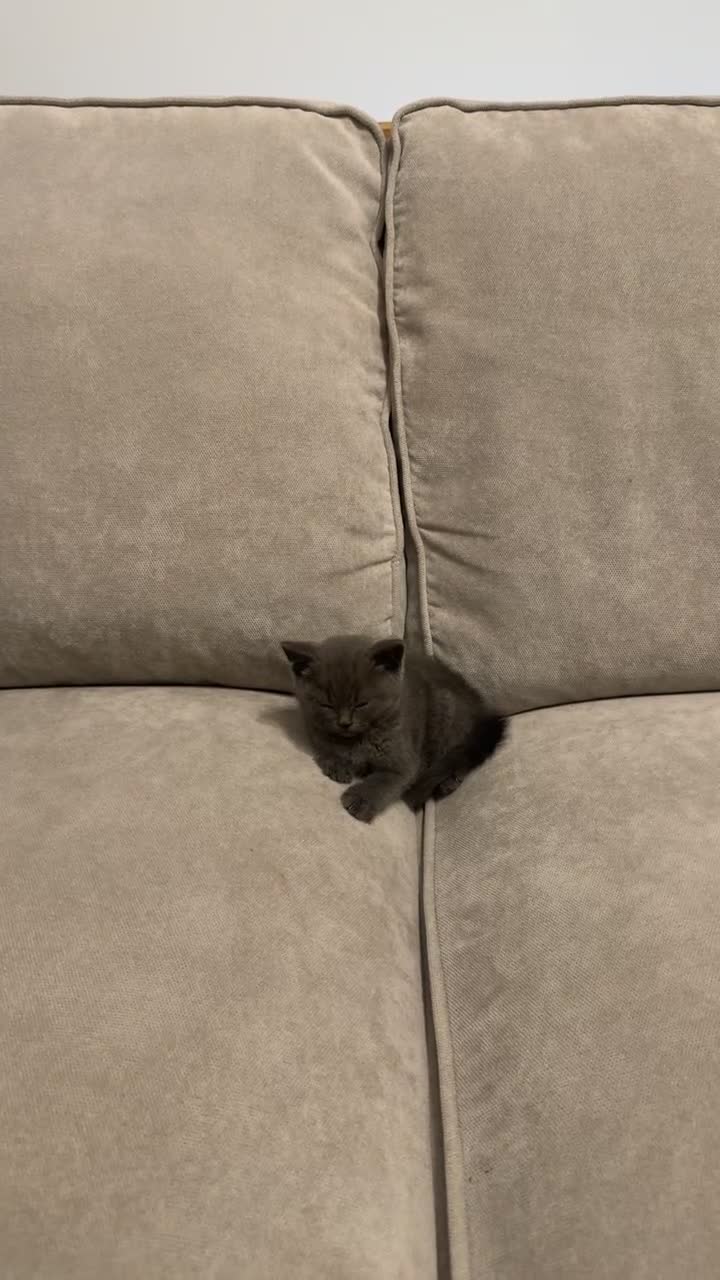 British Shorthair cats for sale: Beautiful British Shorthair Kitten for Sale in Atherstone - Video 2