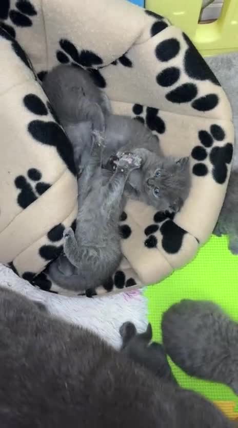 American Shorthair cats for sale: British short hair kittens  - Video 1