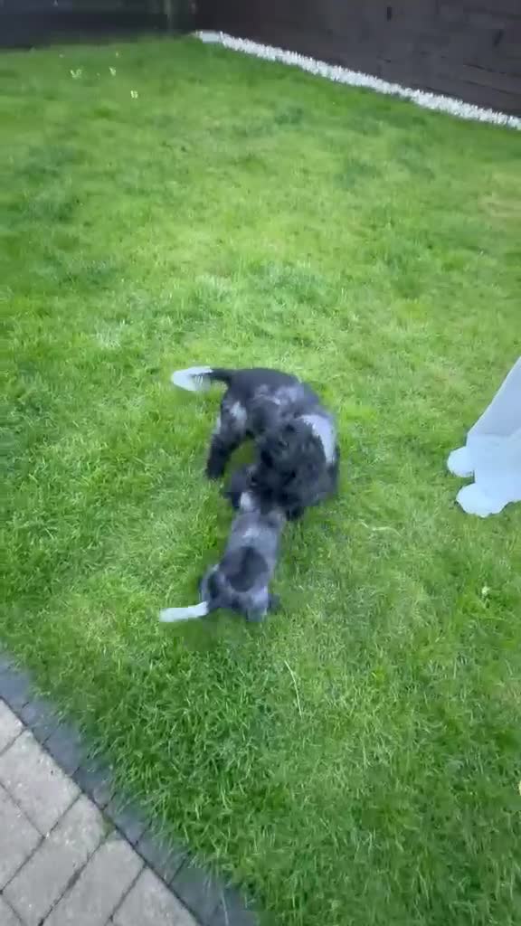 Cocker Spaniel dogs for sale: Beautiful Blue Roan Cocker Spaniel Puppy - Video 3