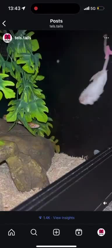 Corn Snake reptiles for sale: Orange Corn Snake  - Video 1