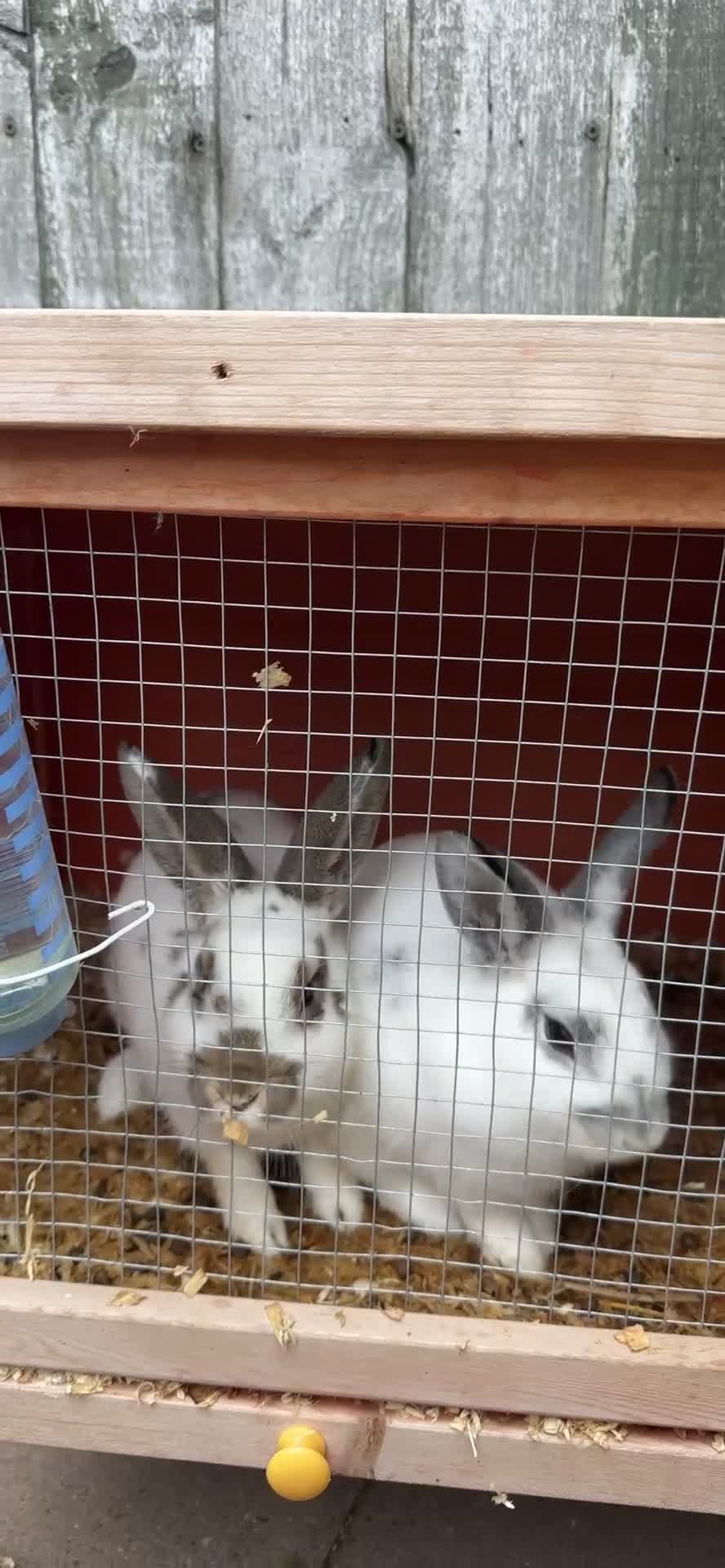 Dutch rabbits for sale: 2 male rabbits 9 month old  - Video 1