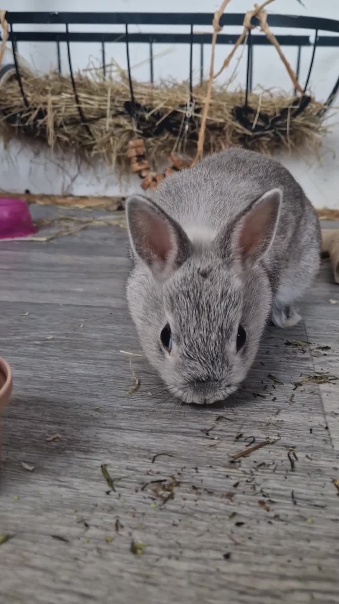Netherland Dwarf rabbits for sale: 8 week old grey/silver Netherland dwarf female - Video 1