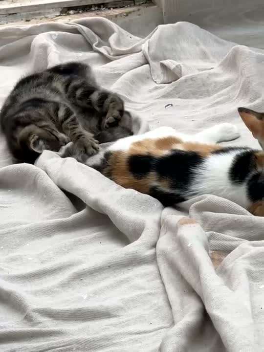 Mixed Breed cats for sale: Last baby Tabby kitten ready to find a new home - Video 1