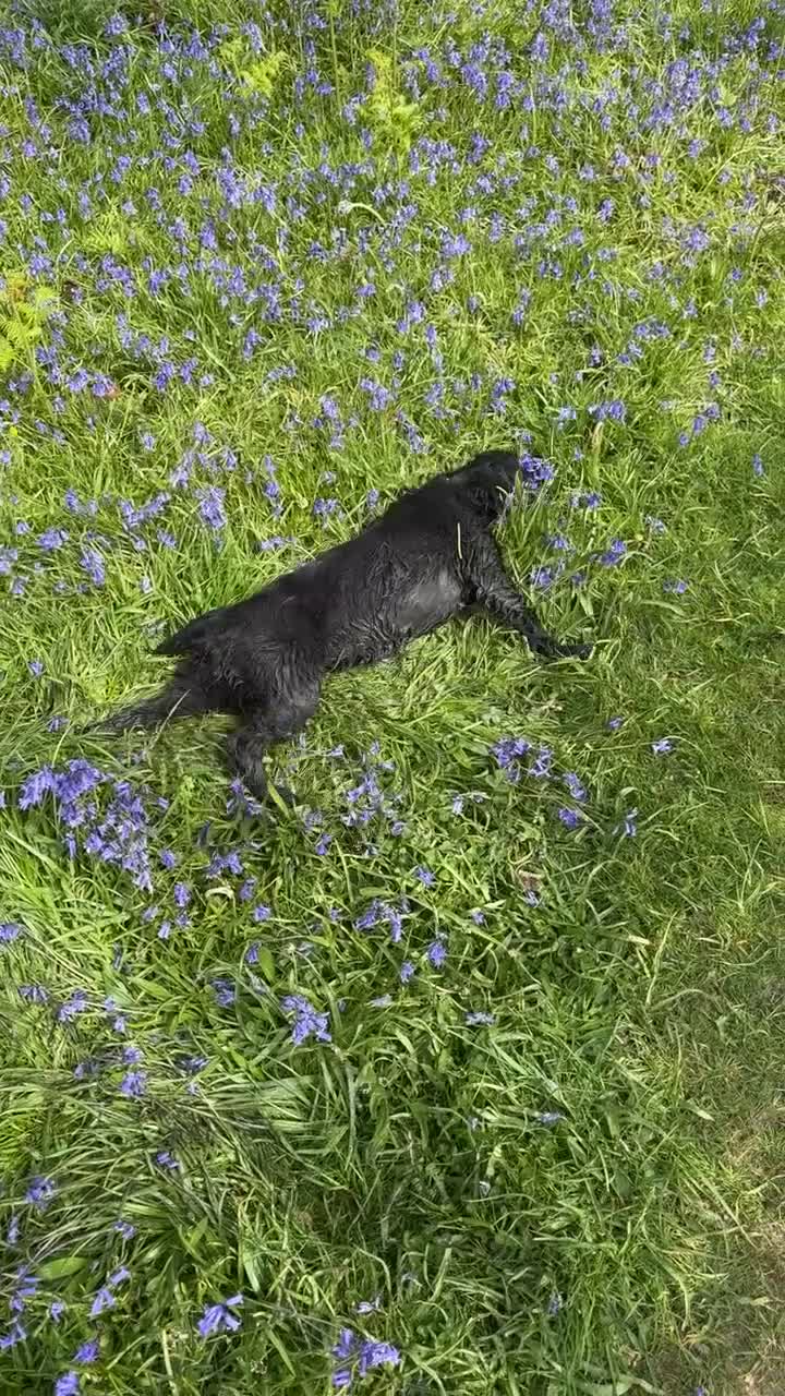 Cocker Spaniel dogs for sale: Working Cocker Spaniel  - Video 1