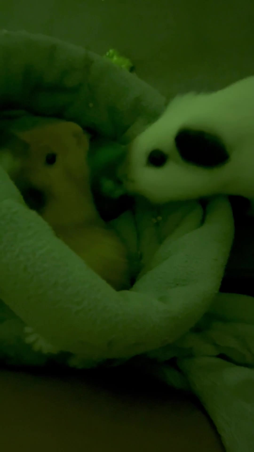 Guinea Pig rodents for sale: 2 male bonded guinea pigs and c&c set  - Video 1