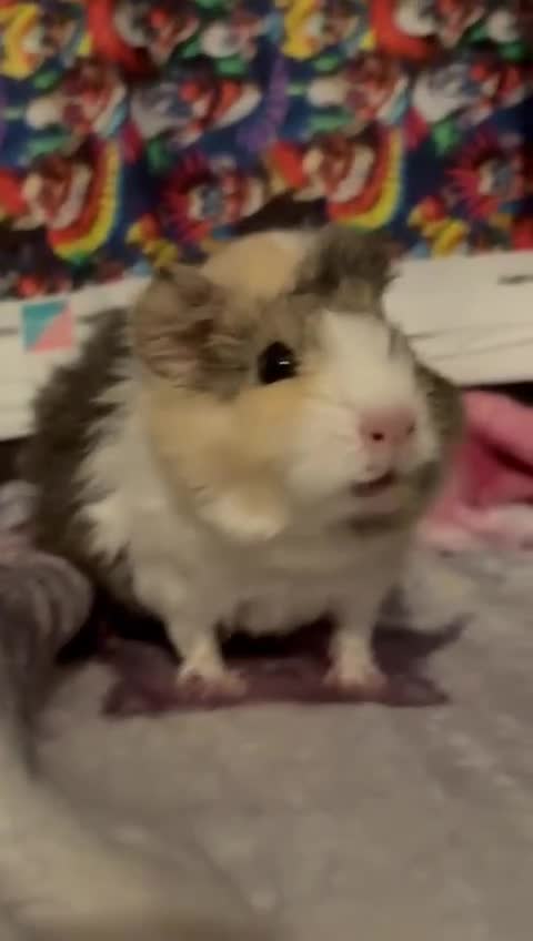 Guinea Pig rodents for sale: Gorgeous Baby Piggies 3 x Girls - Video 1