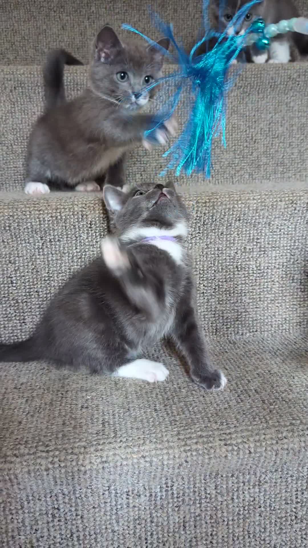 Russian Blue cats for sale: Russian Blue x Ragdoll kittens - Video 1