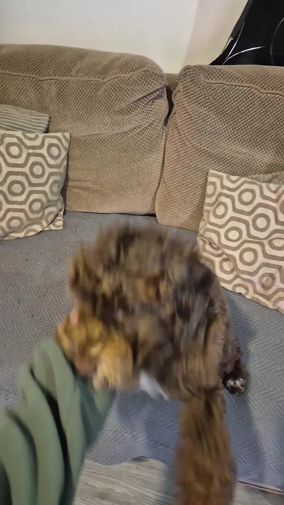 Cockapoo dogs for sale: 2 female cockapoo for sale - Video 2